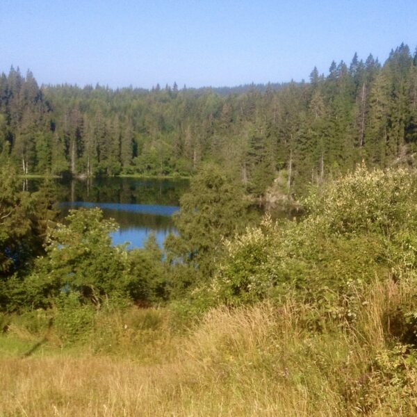 Blankvann